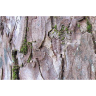 Кора лиственницы Сибирской (Мешок 10 кг) | Bark of the Larch
